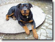 Rottweiler