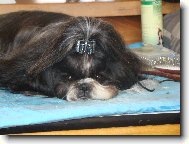 �icu, Shih-Tzu