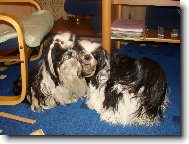 �icu, Shih-Tzu