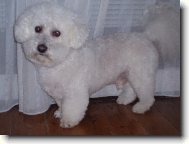 Bichon � poil fris�, Bichon Frise