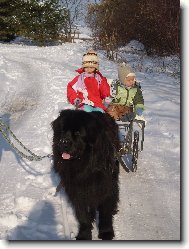 Newfoundland \(Dog standard\)