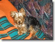 Jork��rsk� terier, Yorkshire Terrier,