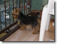 Jork��rsk� terier, Yorkshire Terrier,