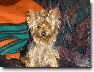 Jork��rsk� terier, Yorkshire Terrier,