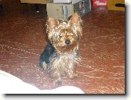Jork��rsk� terier, Yorkshire Terrier,