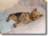Jork��rsk� terier, Yorkshire Terrier,