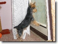 Jork��rsk� terier, Yorkshire Terrier,