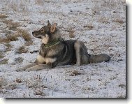Swedish Elkhound