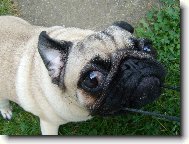 Pug \(Dog standard\)