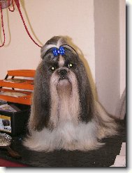 �icu, Shih-Tzu