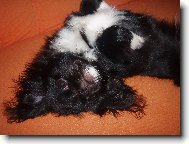 Tibetan spaniel \(Dog standard\)