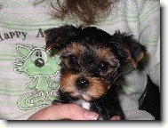 Jork��rsk� terier, Yorkshire Terrier,