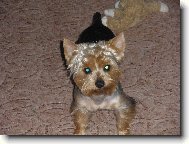 Jork��rsk� terier, Yorkshire Terrier,