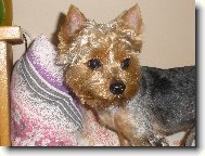 Jork��rsk� terier, Yorkshire Terrier,