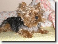 Jork��rsk� terier, Yorkshire Terrier,