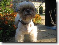 �icu, Shih-Tzu