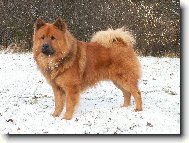 Eurasier