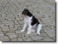 Fox Terrier Wire