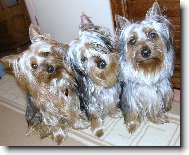 Australian Silky Terrier