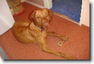 Hungarian short-haired pointer \(vizsla\) \(Dog standard\)