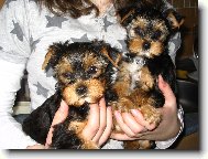 Jork��rsk� terier, Yorkshire Terrier,