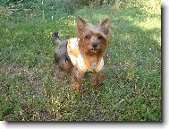 Jork��rsk� terier, Yorkshire Terrier,