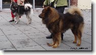 Eurasier