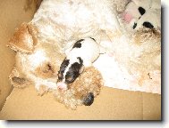 Fox Terrier Wire