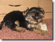 Jork��rsk� terier, Yorkshire Terrier,
