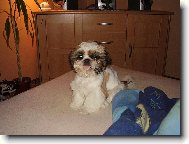 �icu, Shih-Tzu