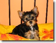 Jork��rsk� terier, Yorkshire Terrier,