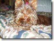 Jork��rsk� terier, Yorkshire Terrier,