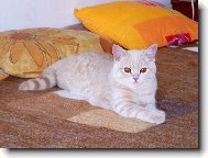 British shorthairs cat