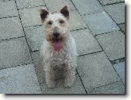 Fox Terrier Wire