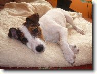 Parson Russel Terrier