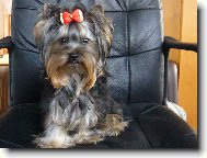 Jork��rsk� terier, Yorkshire Terrier,