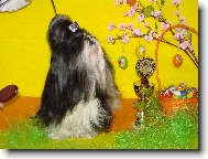 �icu, Shih-Tzu