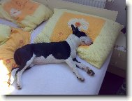 Bull terrier \(Dog standard\)