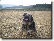 Tibetan Terrier