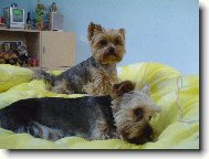 Jork��rsk� terier, Yorkshire Terrier,