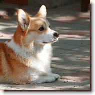 Pembrok Welsh Corgi