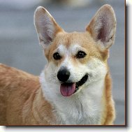 Pembrok Welsh Corgi