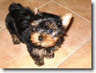 Jork��rsk� terier, Yorkshire Terrier,