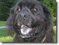 Newfoundland \(Dog standard\)