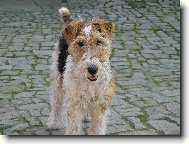 Fox Terrier Wire