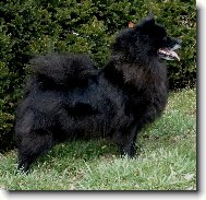 Deutscher spitz - Grossspitz, German Spitz � Giant Spitz
