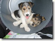Fox Terrier Wire