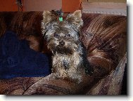 Jork��rsk� terier, Yorkshire Terrier,