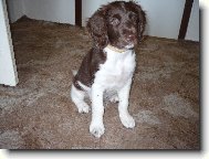 Kleiner M�nsterlander, Small Munsterlander