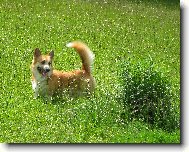 Pembrok Welsh Corgi